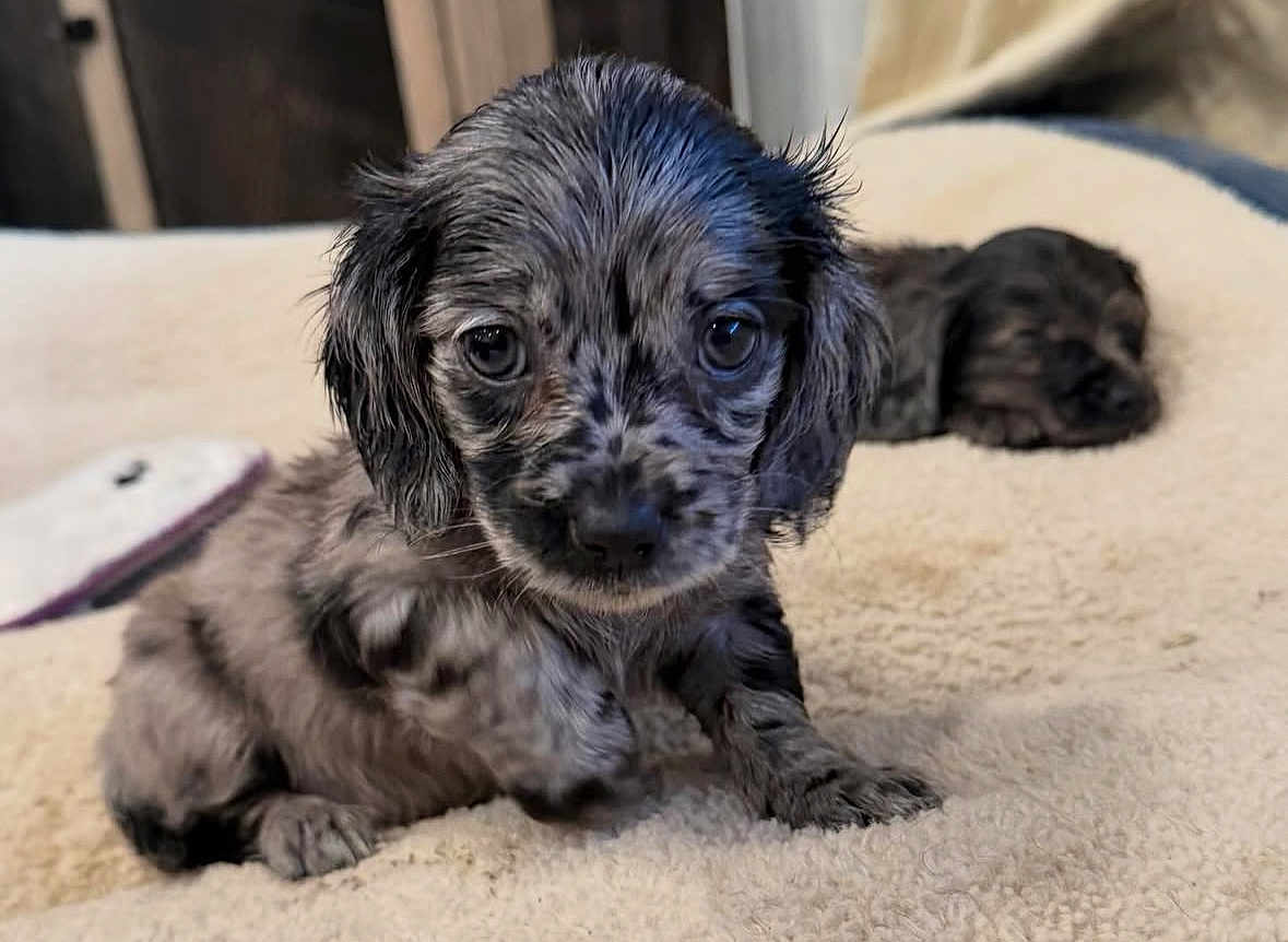 Suni is registered to the contest to win money with this photo: puppy, dog, animal, pet, close_up, face, eyes, fur, spotted_fur, blanket, bedding, bed, paw, snout, portrait, young, adorable, curious, sleeping_puppy, indoor