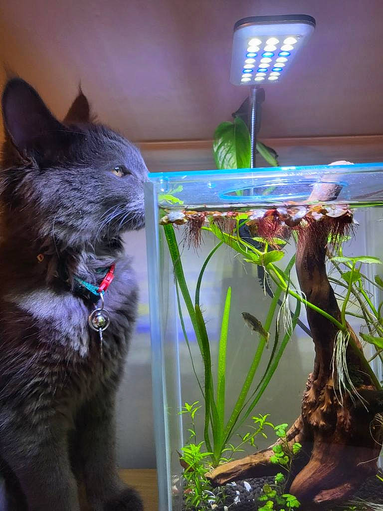 Evie joined the competition — help win amazing prizes! aquatic_plant, carnivore, cat, domestic_short_haired_cat, felidae, flowerpot, fur, grass, green, houseplant, light, pet_supply, plant, small_to_medium_sized_cats, tail, terrestrial_plant, vertebrate, whiskers, window, wood