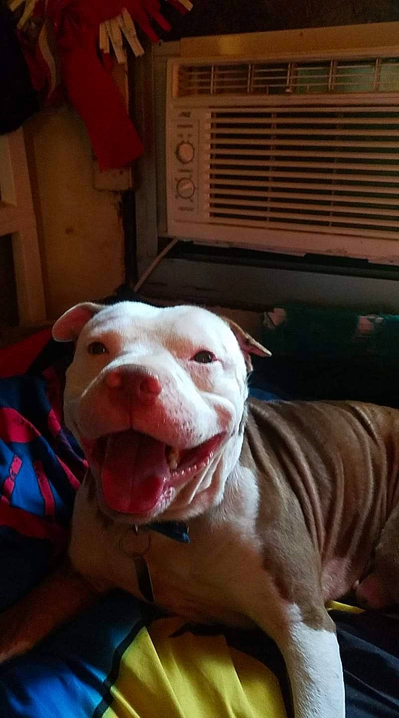 Ryder joined the competition — help win amazing prizes! bulldog, canidae, carnivore, collar, companion_dog, dog, dog_breed, dog_collar, dogo_argentino, fawn, jaw, liver, molosser, non_sporting_group, snout, sporting_group, terrestrial_animal, whiskers, working_animal, wrinkle