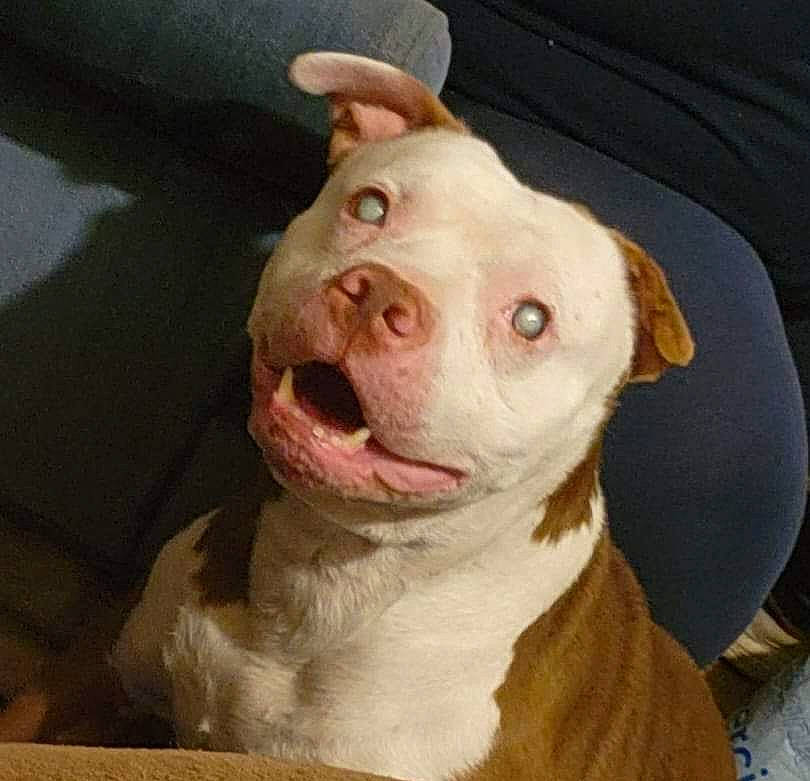 Ryder is registered to the contest to win money with this photo: ancient_dog_breeds, art, canidae, carnivore, collar, companion_dog, dog, dog_breed, dog_collar, ear, hunting_dog, jaw, non_sporting_group, snout, sporting_group, terrestrial_animal, whiskers, working_animal