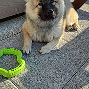 Violette a rejoint le concours — aidez-le/la à gagner de superbes lots ! dog, puppy, fluffy, outdoor, patio, toy, green, sunlight, stone, play, pet, animal, cute, fur, ears, paw, face, relaxed, daylight, shadow