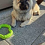 dog, puppy, fluffy, outdoor, patio, toy, green, sunlight, stone, play, pet, animal, cute, fur, ears, paw, face, relaxed, daylight, shadow