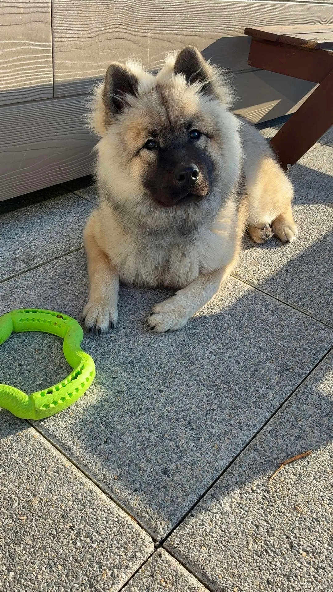 Violette a rejoint le concours — aidez-le/la à gagner de superbes lots ! dog, puppy, fluffy, outdoor, patio, toy, green, sunlight, stone, play, pet, animal, cute, fur, ears, paw, face, relaxed, daylight, shadow