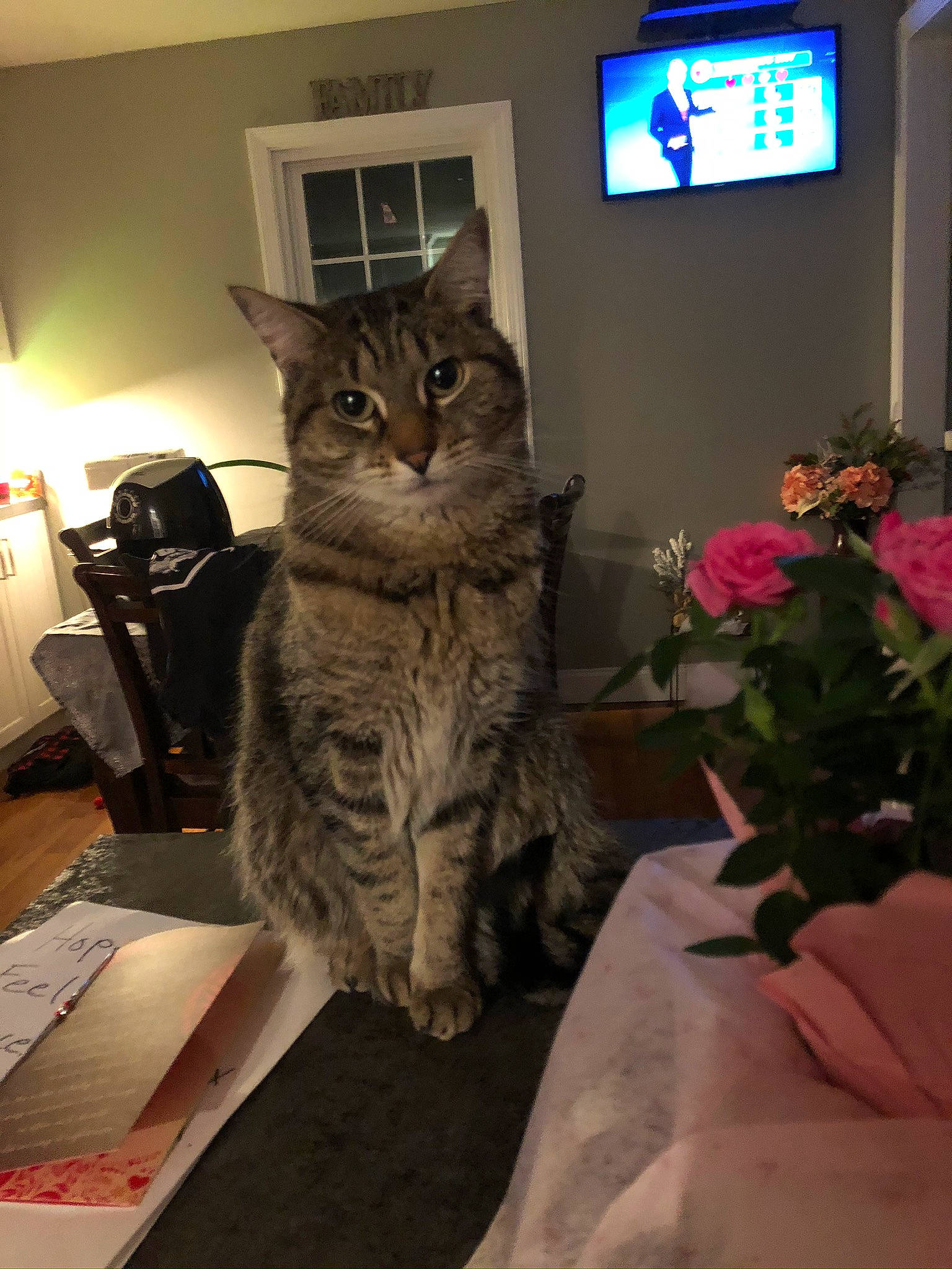 Shamrock is registered to the contest to win money with this photo: bookcase, carnivore, cat, domestic_short_haired_cat, drawer, felidae, fur, grey, houseplant, petal, picture_frame, plant, rose, shelf, small_to_medium_sized_cats, tail, television, whiskers, window, wood