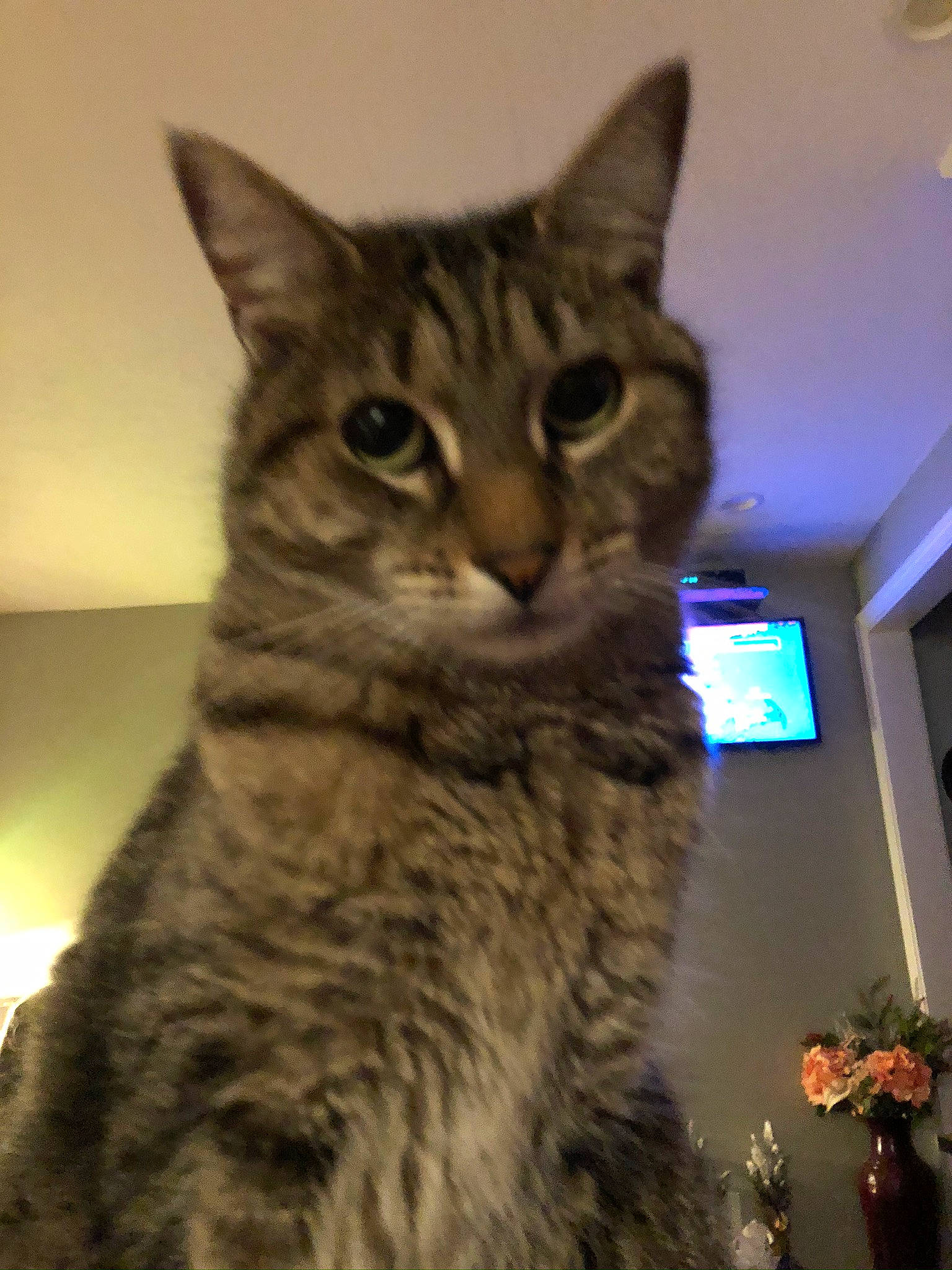 Shamrock is registered to the contest to win money with this photo: carnivore, cat, domestic_short_haired_cat, event, eye, felidae, fur, head, houseplant, iris, jaw, led_backlit_lcd_display, paw, sitting, small_to_medium_sized_cats, snout, tail, terrestrial_animal, whiskers, window