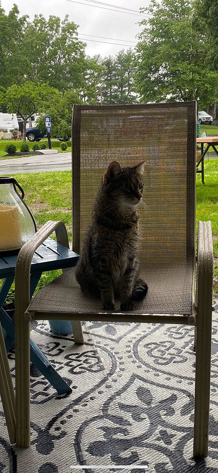 Shamrock joined the competition — help win amazing prizes! carnivore, cat, chair, fawn, felidae, furniture, grass, grey, house, outdoor_furniture, plant, road_surface, small_to_medium_sized_cats, sunlight, table, tail, tree, whiskers, window, wood