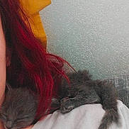 Moon a rejoint le concours — aidez-le/la à gagner de superbes lots ! kitten, sleeping, gray_fur, shoulder, person, red_hair, shirt, indoor, pillow, yellow, wall, texture, cozy, nap, pet, cute, animal, resting, feline, closeup