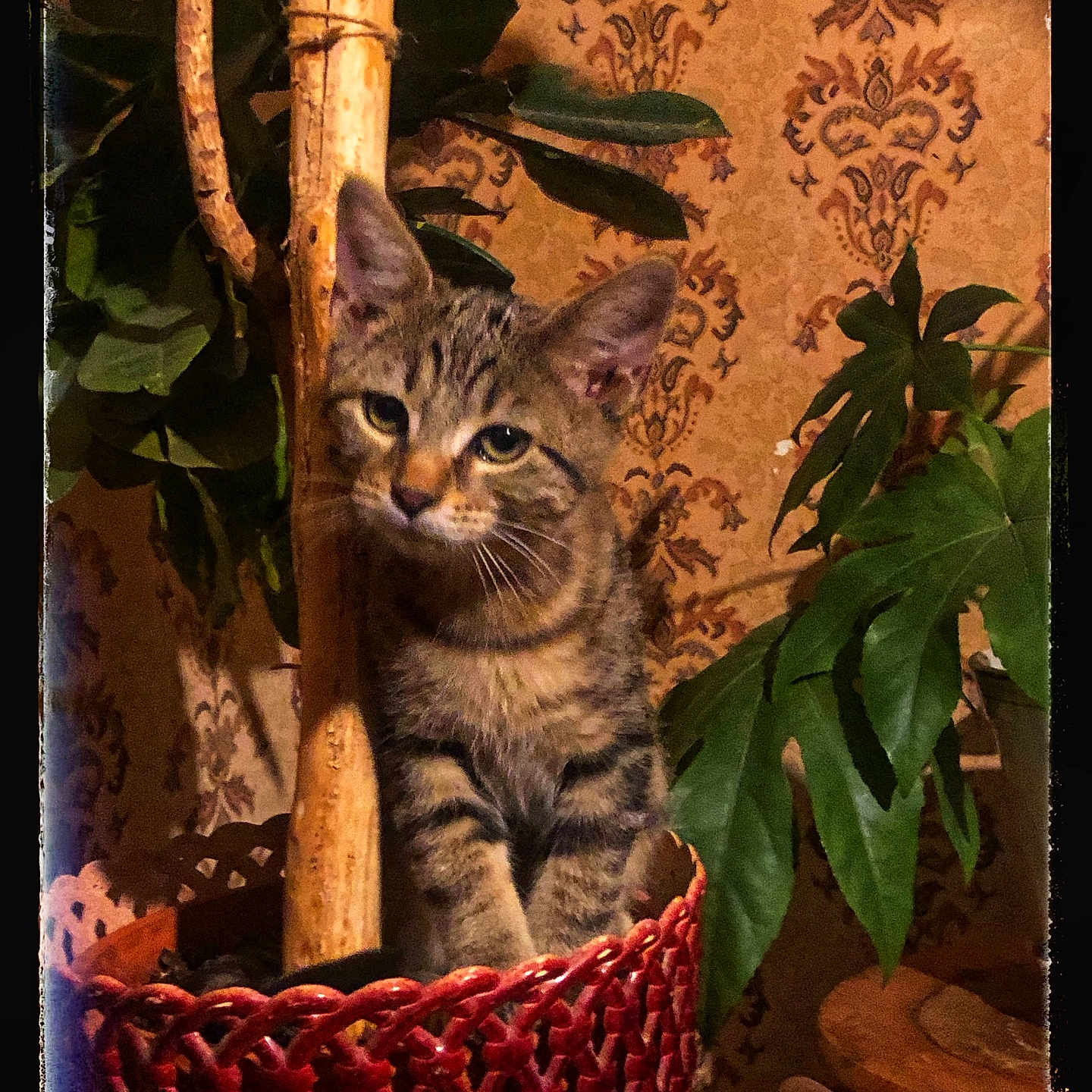 Tarzan