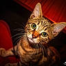 Tarzan participe au concours pour gagner de l'argent avec cette photo : animal, background_blur, cat, closeup, curious, cute, domestic_animal, ears, face, feline, fur, green_eyes, head_tilt, indoor, looking, pet, portrait, soft_light, tabby, whiskers