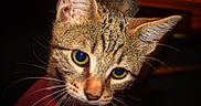 Tarzan participe au concours pour gagner de l'argent avec cette photo : alert, animal, cat, close_up, curious, cute, domestic_cat, ears, face, feline, fur, green_eyes, indoor, looking, mammal, pet, portrait, tabby, whiskers, young