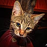alert, animal, cat, close_up, curious, cute, domestic_cat, ears, face, feline, fur, green_eyes, indoor, looking, mammal, pet, portrait, tabby, whiskers, young