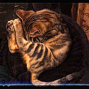 Tarzan participe au concours pour gagner de l'argent avec cette photo : animal, cat, cozy, curled_up, cute, domestic_cat, feline, fur, indoor, mammal, paws, pet, quiet, relaxed, resting, sleeping, striped, tabby, tail, whiskers