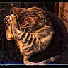 animal, cat, cozy, curled_up, cute, domestic_cat, feline, fur, indoor, mammal, paws, pet, quiet, relaxed, resting, sleeping, striped, tabby, tail, whiskers
