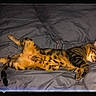 Tarzan a rejoint le concours — aidez-le/la à gagner de superbes lots ! animal, bed, bedding, cat, cozy, cute, domestic_cat, fur, gray_bedspread, indoor, nap, paw, pet, relaxed, resting, sleeping, spotted, tabby_cat, tail, whiskers