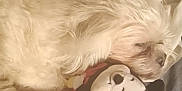 Dolly is registered to the contest to win money with this photo: dog, sleeping, plush_toy, mickey_mouse, cuddle, white_fur, pet, cozy, indoor, resting, cute, soft_lighting, close_up, animal, comfort, relaxation, fur, toy, peaceful, nap