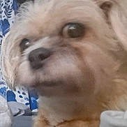 Dolly is registered to the contest to win money with this photo: dog, close_up, blurry, indoor, fabric, curtain, small_dog, fur, brown_fur, face, pet, animal, cute, lying_down, paw, bed, cozy, background, soft, domestic