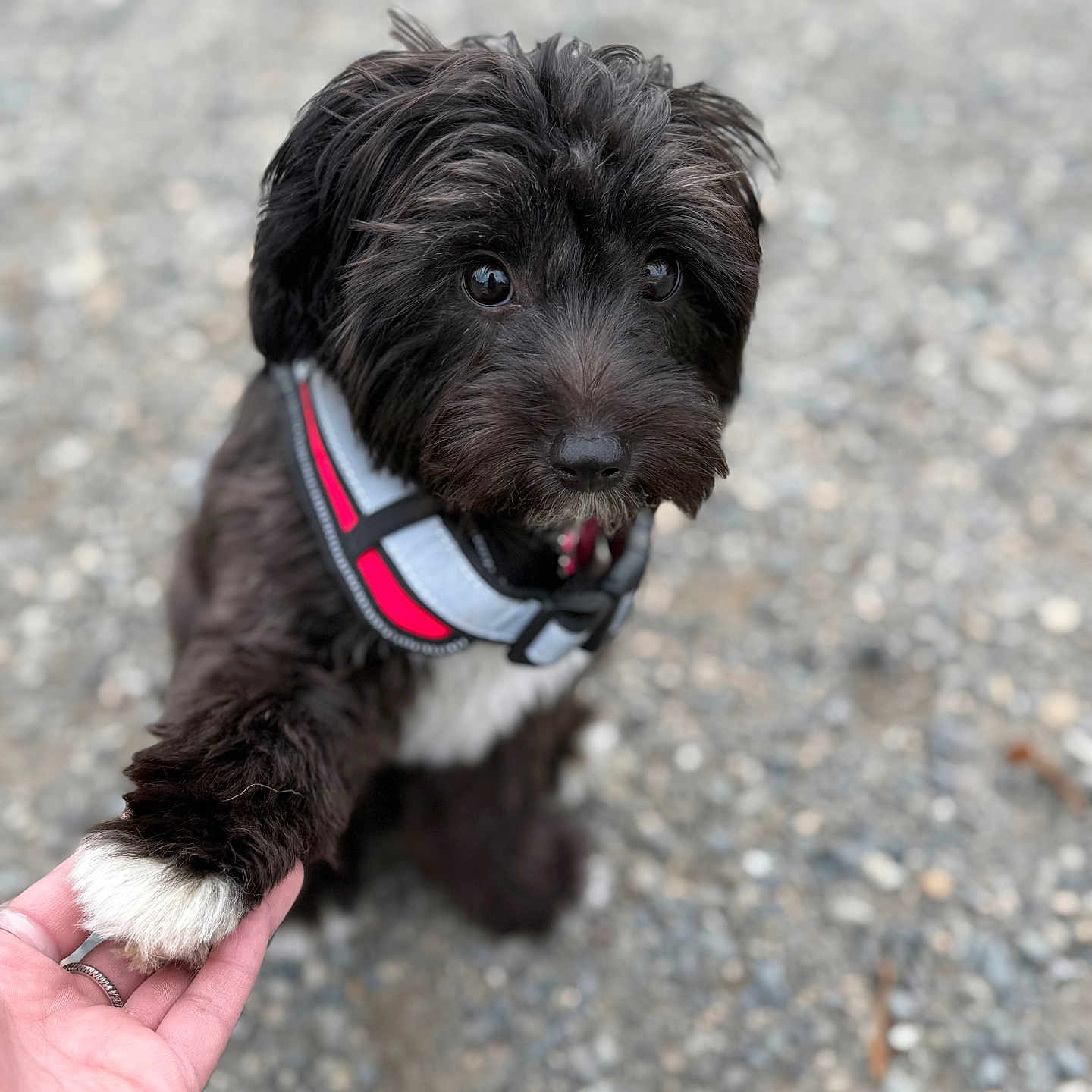 Bella joined the competition — help win amazing prizes! accessories, affenpinscher, animal, baby, bodypart, canine, dog, finger, hand, leash, person, pet, poodle, puppy, strap, terrier, whitedog
