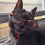 Luna is registered to the contest to win money with this photo: cat, black_cat, sunglasses, pet, feline, animal, window, indoors, portrait, close_up, fur, whiskers, ears, collar, bell, lounging, fashion, funny, sunlight, photography
