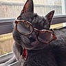 cat, black_cat, sunglasses, pet, feline, animal, window, indoors, portrait, close_up, fur, whiskers, ears, collar, bell, lounging, fashion, funny, sunlight, photography