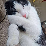 Lola joined the competition — help win amazing prizes! cat, sleeping, black_and_white, feline, pet, cozy, blanket, close_up, resting, whiskers, pink_nose, paw, soft, indoor, cute, relaxed, fur, comfort, animal, twinkling_lights