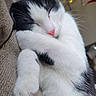 cat, sleeping, black_and_white, feline, pet, cozy, blanket, close_up, resting, whiskers, pink_nose, paw, soft, indoor, cute, relaxed, fur, comfort, animal, twinkling_lights