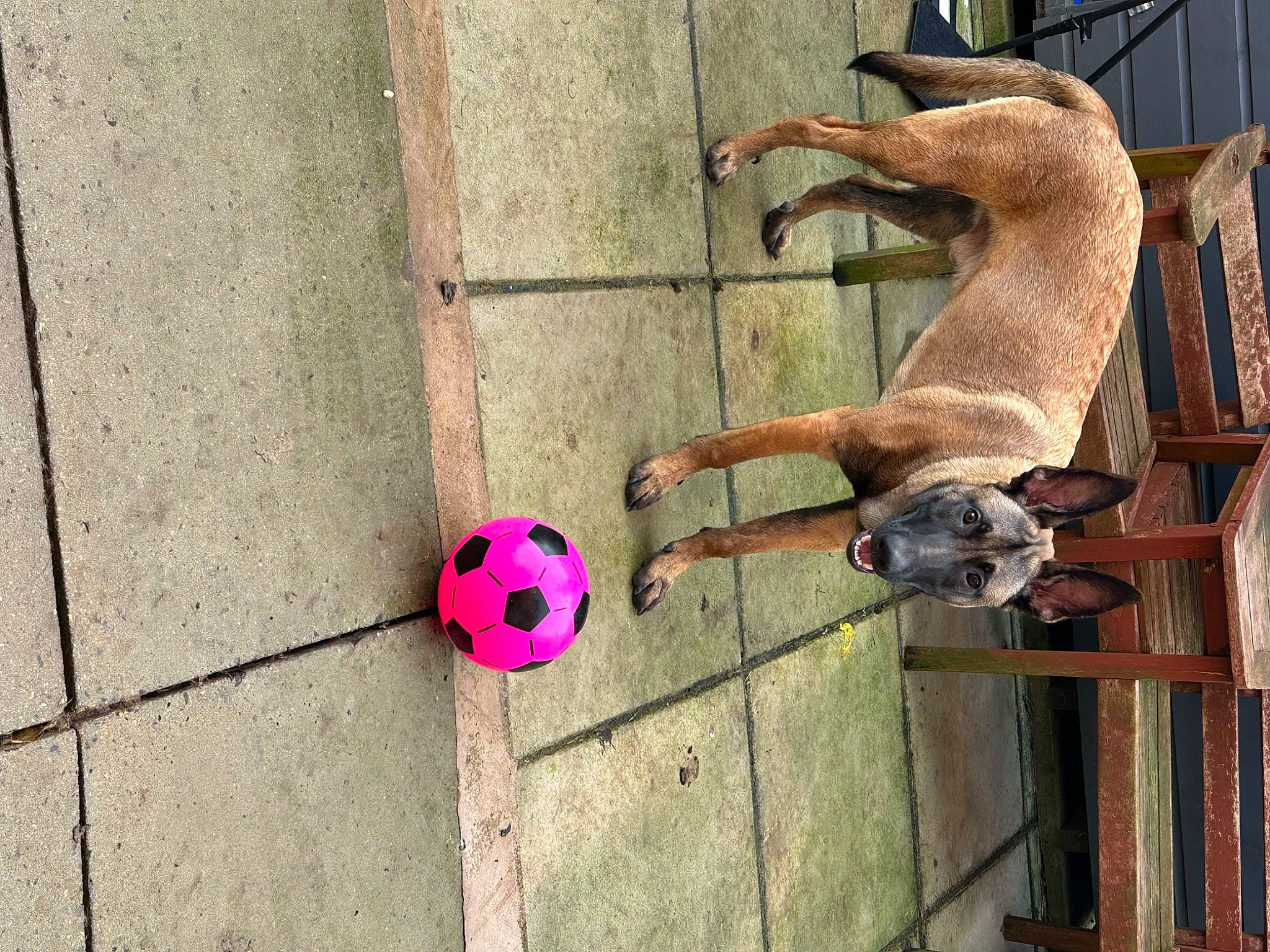 Bear is registered to the contest to win money with this photo: art, ball, brick, building, carnivore, dog, dog_breed, door, facade, fawn, football, house, pet_supply, plant, soccer, toy, wall, window, wood, working_animal