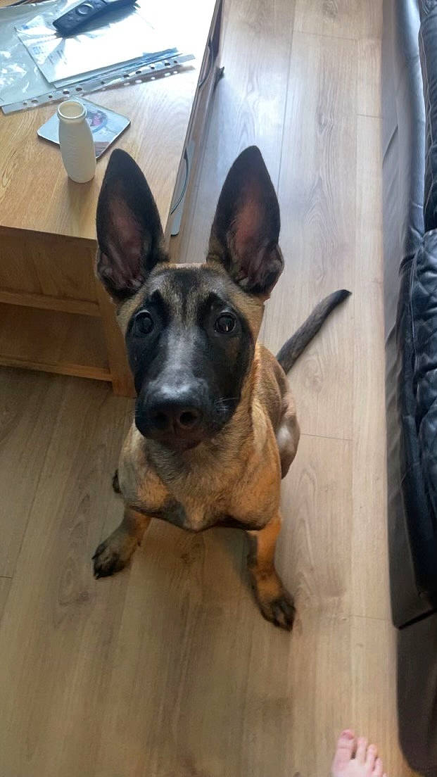 Bear is registered to the contest to win money with this photo: automotive_tire, canidae, carnivore, companion_dog, dog, dog_breed, ear, fawn, flooring, german_shepherd_dog, guard_dog, head, snout, sporting_group, toy_dog, tread, wheel, whiskers, wood, working_animal