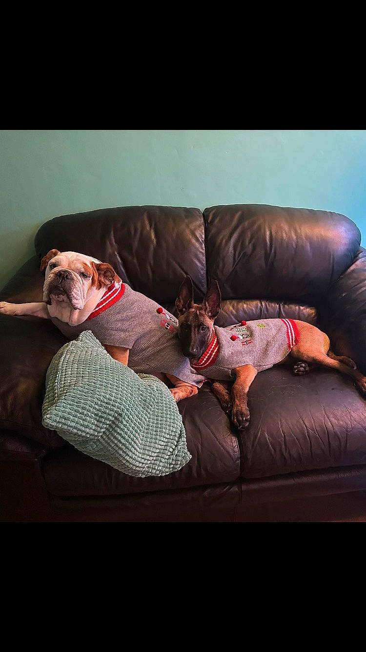 Bear is registered to the contest to win money with this photo: carnivore, comfort, companion_dog, couch, dog, dog_breed, dog_supply, human_leg, linens, liver, magenta, mammal, pet_supply, pillow, rectangle, room, sitting, sofa_bed, studio_couch, throw_pillow