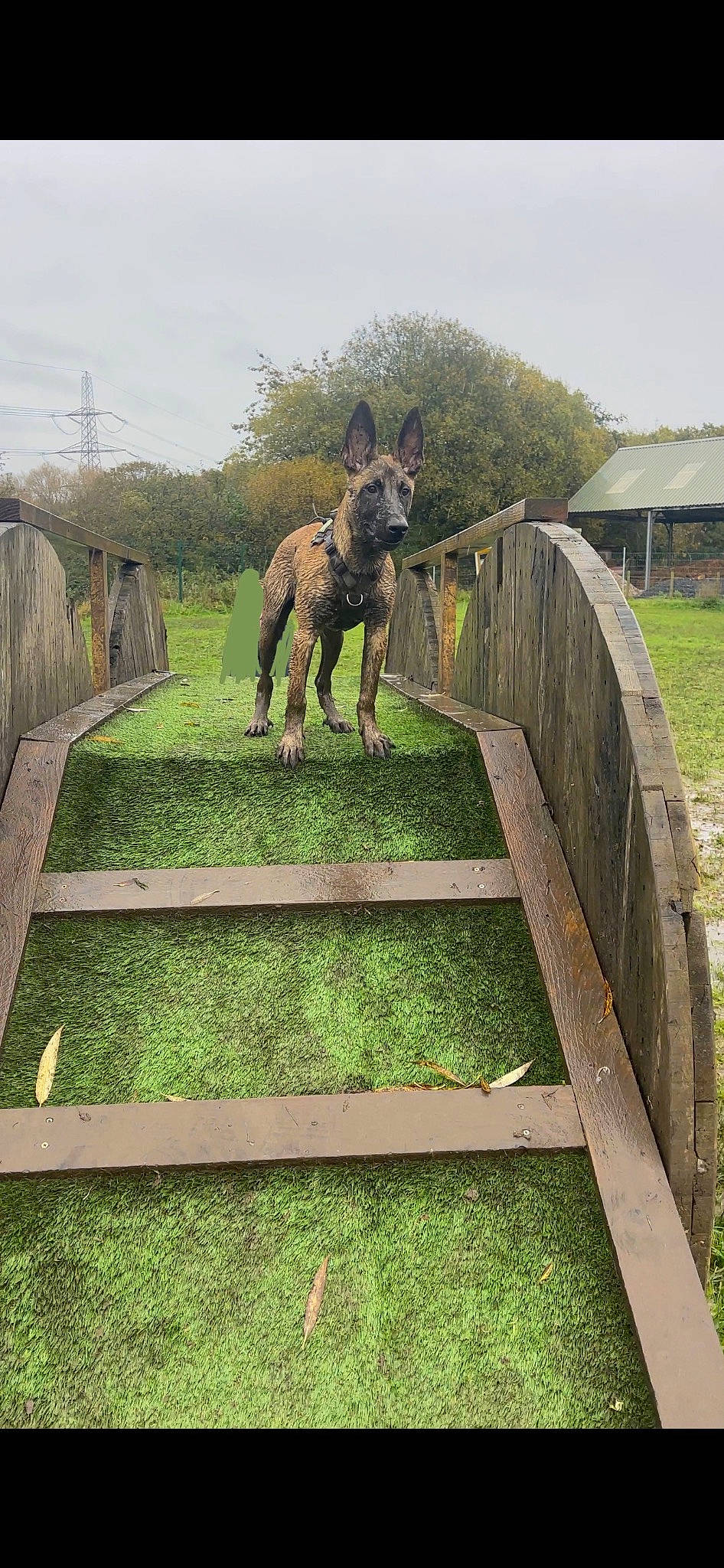 Bear joined the competition — help win amazing prizes! dog_breed, fawn, fence, field, grass, grassland, home_fencing, landscape, livestock, mammal, meadow, pack_animal, plant, rural_area, sky, terrestrial_animal, tree, vertebrate, wood, working_animal