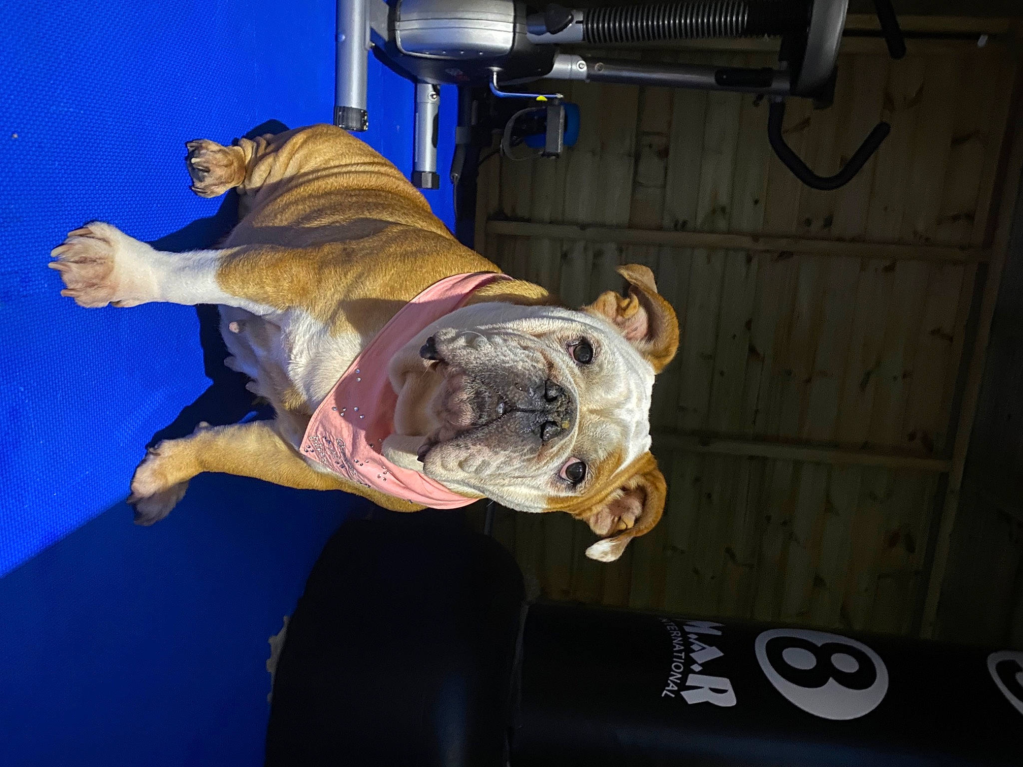 Maddie is registered to the contest to win money with this photo: canidae, carnivore, dog, dog_breed, event, fawn, knee, machine, non_sporting_group, performing_arts, sporting_group