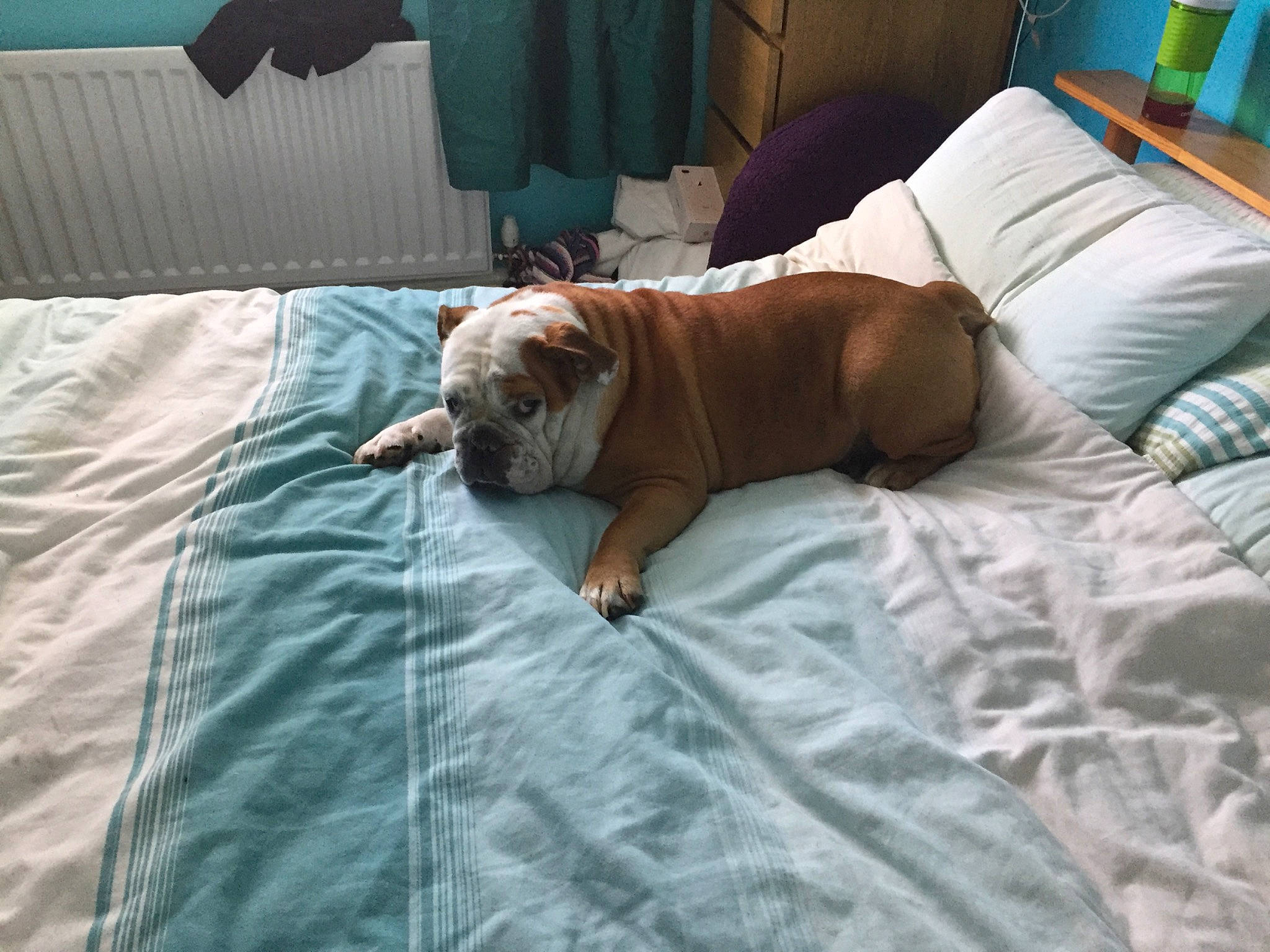 Maddie is registered to the contest to win money with this photo: bedding, carnivore, comfort, companion_dog, dog, dog_breed, fawn, flooring, green, hardwood, knee, leisure, linens, liver, pillow, room, snout, wood, working_animal, wrinkle