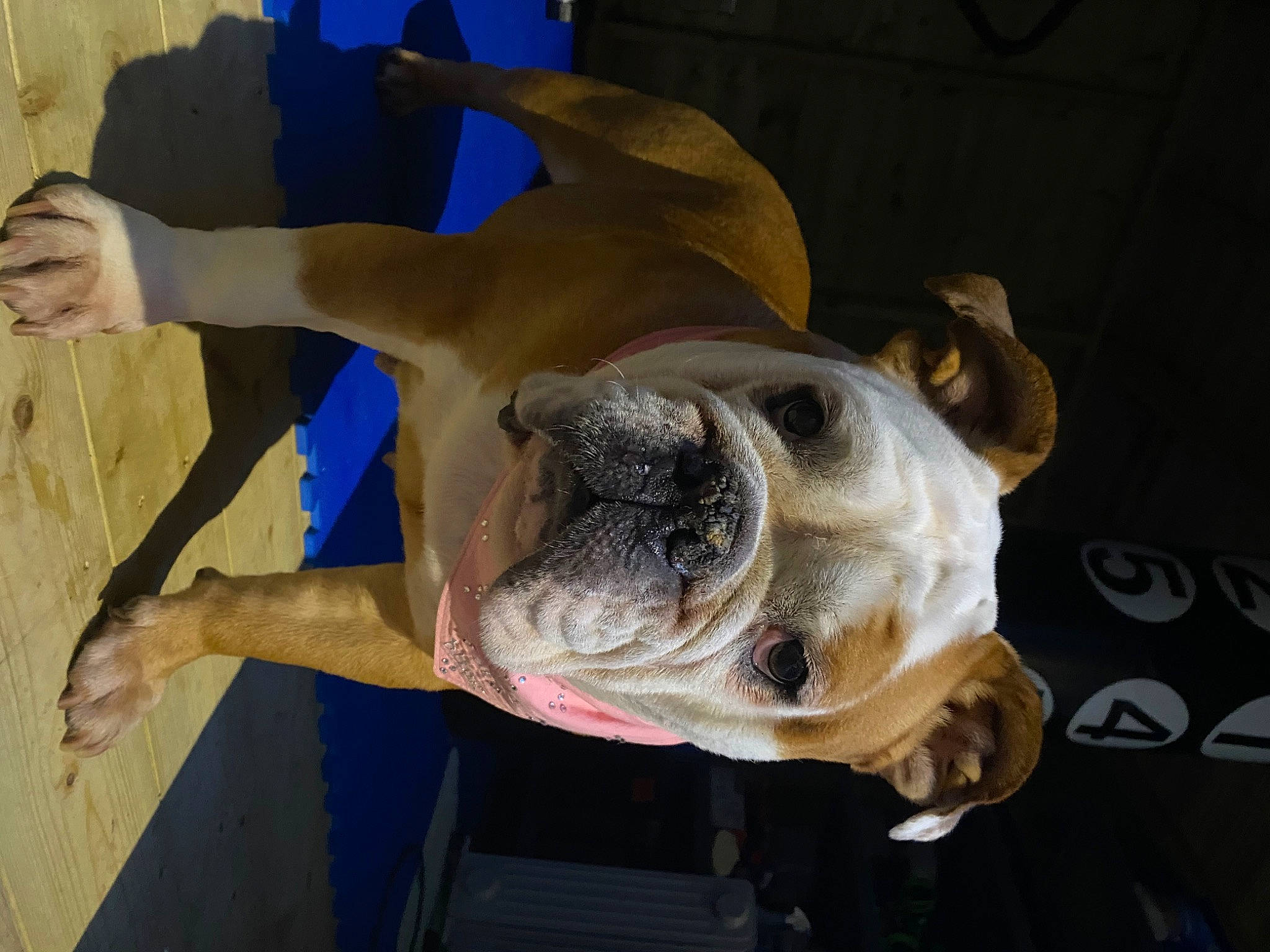 Maddie joined the competition — help win amazing prizes! ancient_dog_breeds, art, bulldog, canidae, carnivore, companion_dog, dog, dog_breed, fawn, jaw, molosser, non_sporting_group, sculpture, snout, sporting_group, statue, terrestrial_animal, working_animal, working_dog, wrinkle