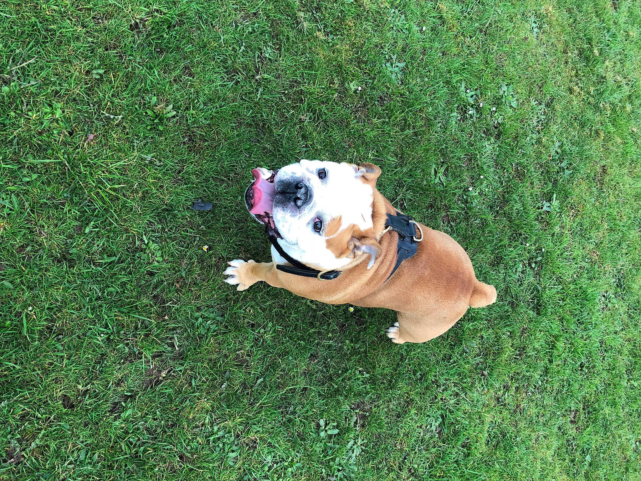 Maddie joined the competition — help win amazing prizes! bulldog, canidae, carnivore, collar, companion_dog, dog, dog_breed, dog_collar, dog_supply, fawn, grass, groundcover, leash, plant, snout, sporting_group, tail, toy_dog, working_animal, working_dog