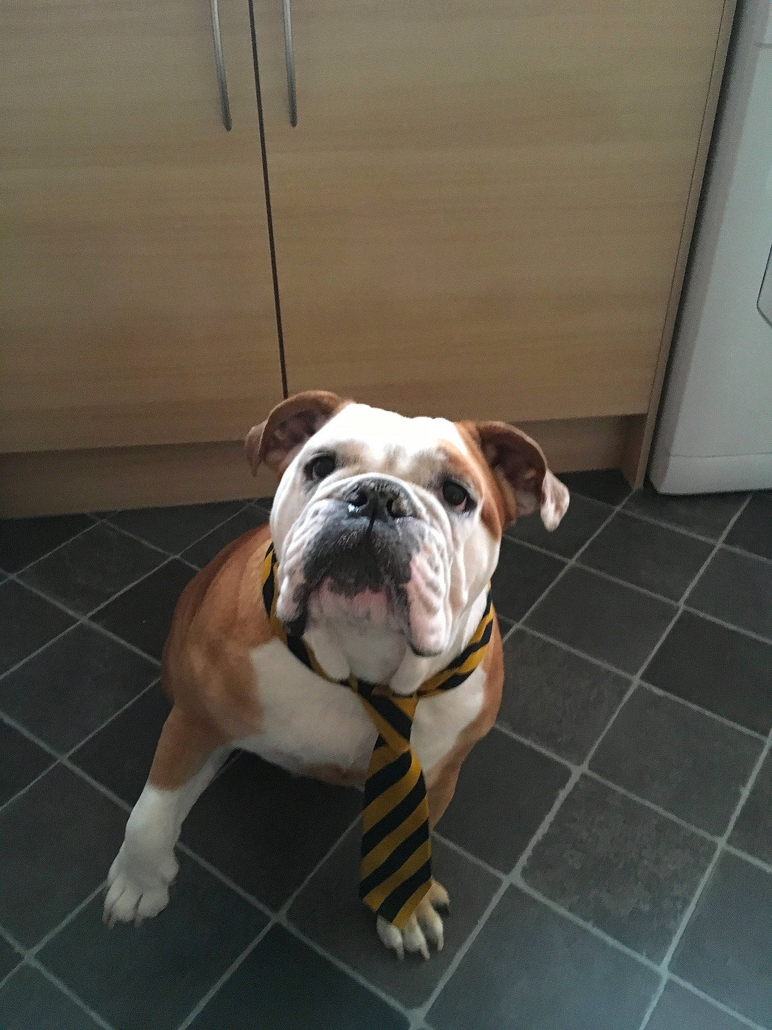 Maddie is registered to the contest to win money with this photo: bulldog, canidae, carnivore, comfort, companion_dog, dog, dog_breed, fawn, floor, flooring, hardwood, leash, snout, sporting_group, tile_flooring, toy_dog, white_english_bulldog, wood, working_animal, working_dog