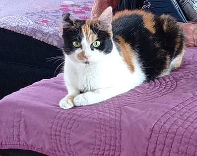 Mystic participe au concours pour gagner de l'argent avec cette photo : carnivore, cat, comfort, domestic_short_haired_cat, felidae, fur, linens, paw, sitting, small_to_medium_sized_cats, snout, tail, whiskers