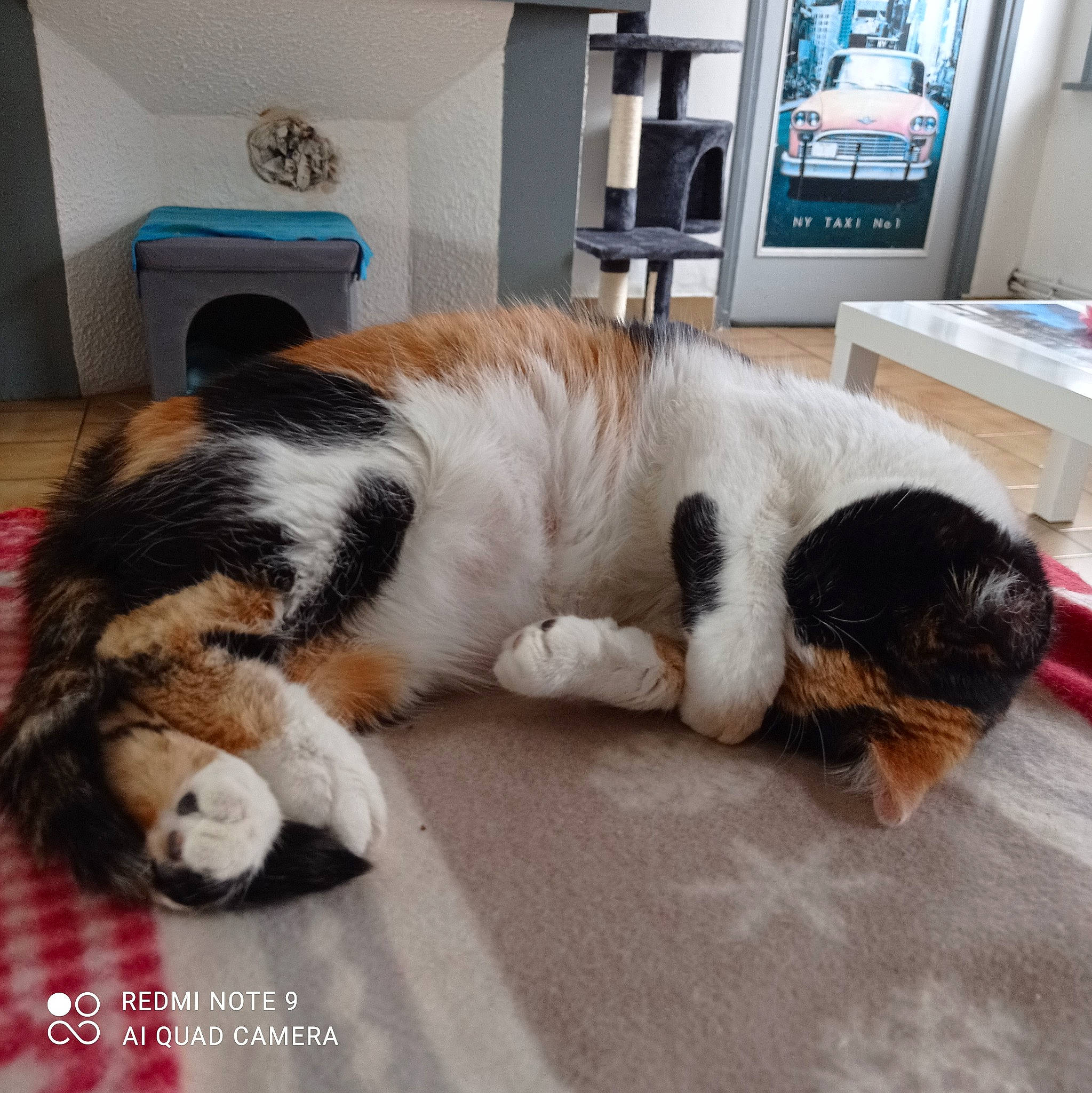 Mystic participe au concours pour gagner de l'argent avec cette photo : carnivore, cat, comfort, companion_dog, dog_breed, domestic_short_haired_cat, felidae, flooring, fur, hardwood, paw, picture_frame, plant, room, shelf, small_to_medium_sized_cats, tail, television, whiskers, window