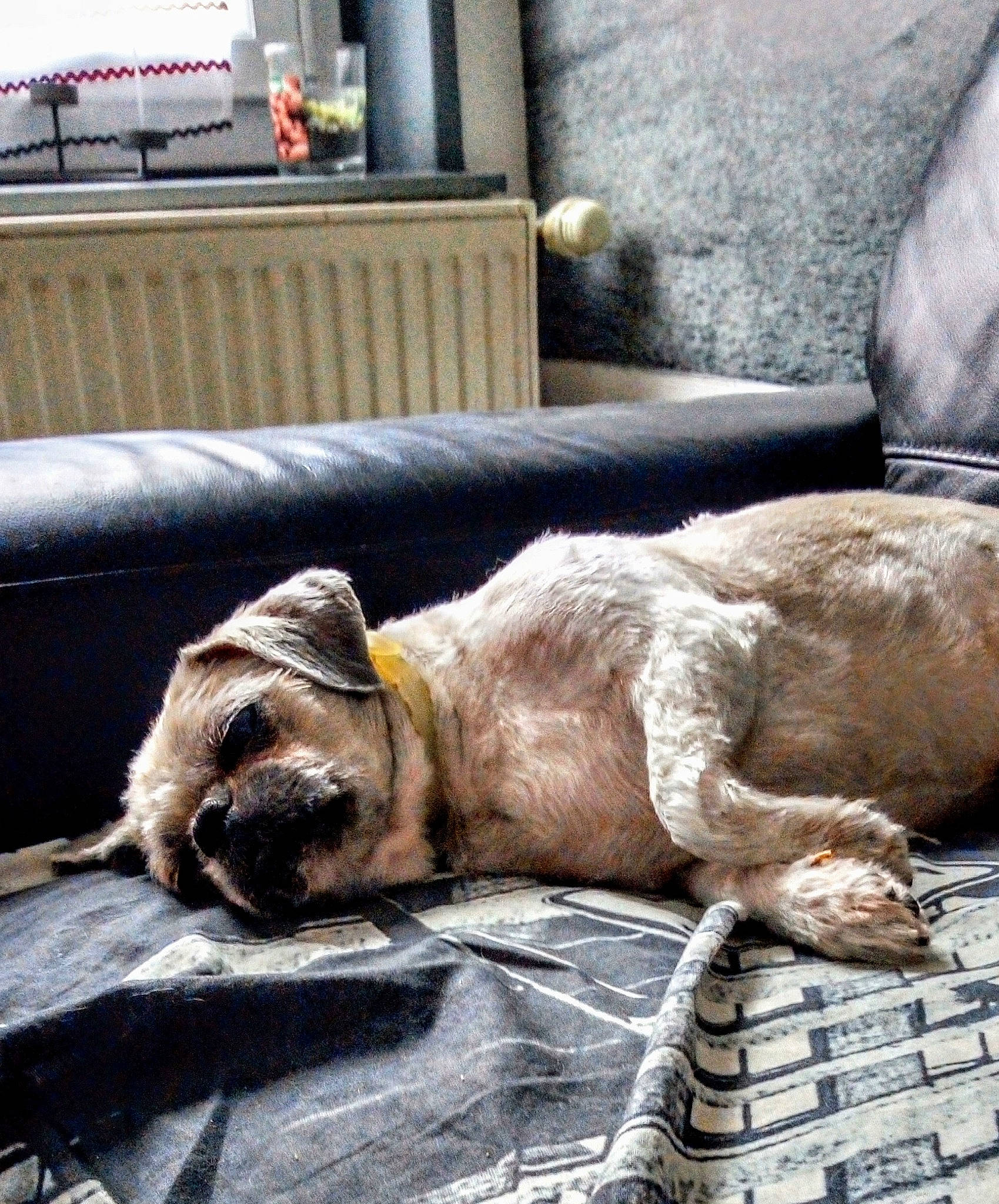 Buffalo a rejoint le concours — aidez-le/la à gagner de superbes lots ! canidae, carnivore, companion_dog, dog, dog_breed, fawn, harbor_seal, nap, sleep, sporting_group, street_dog