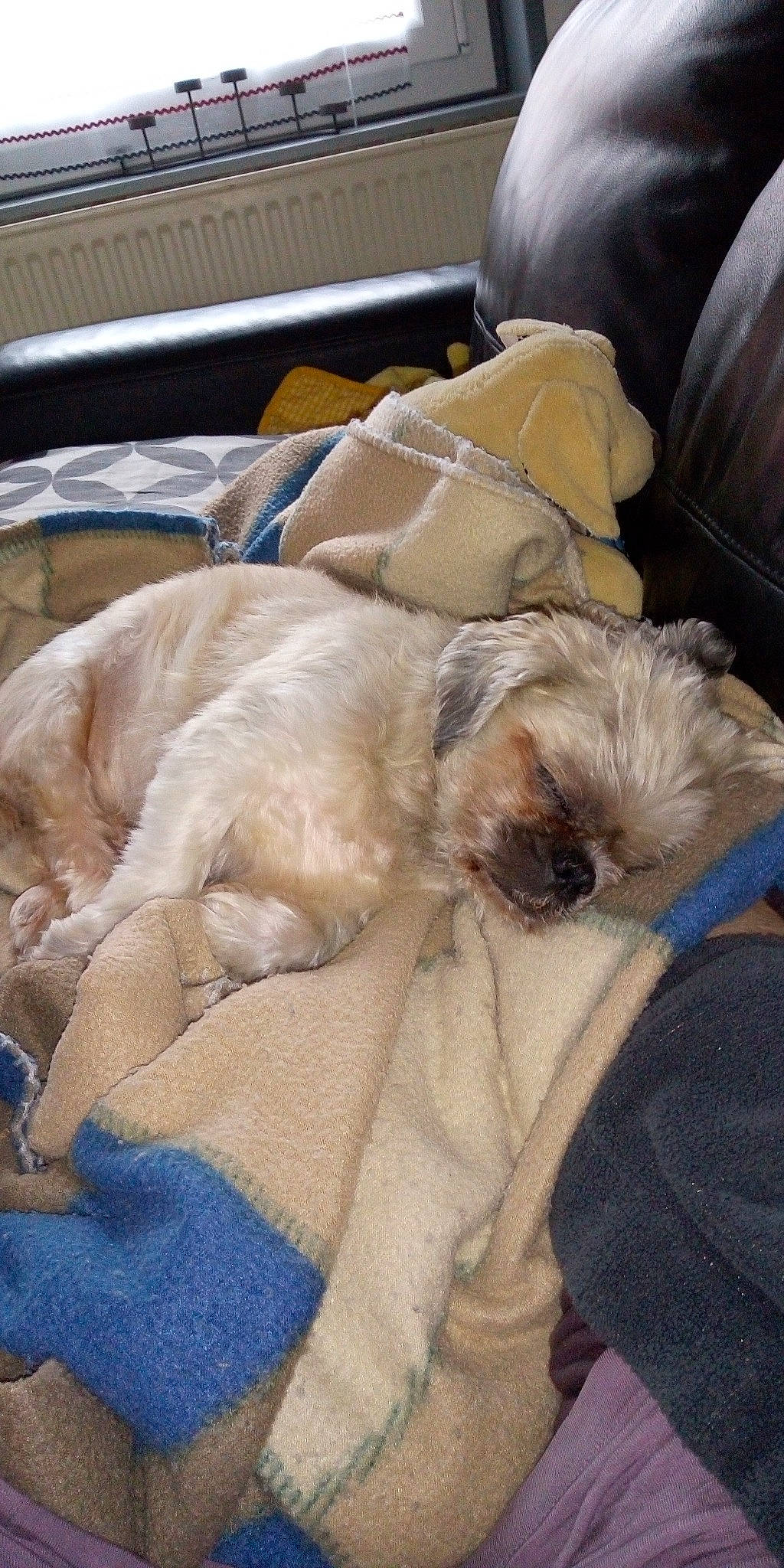 Buffalo a rejoint le concours — aidez-le/la à gagner de superbes lots ! canidae, carnivore, cavapoo, cockapoo, companion_dog, dog, dog_breed, fawn, lhasa_apso, mammal, nap, non_sporting_group, puppy, puppy_love, schnoodle, shih_tzu, sleep, sporting_group, tibetan_terrier