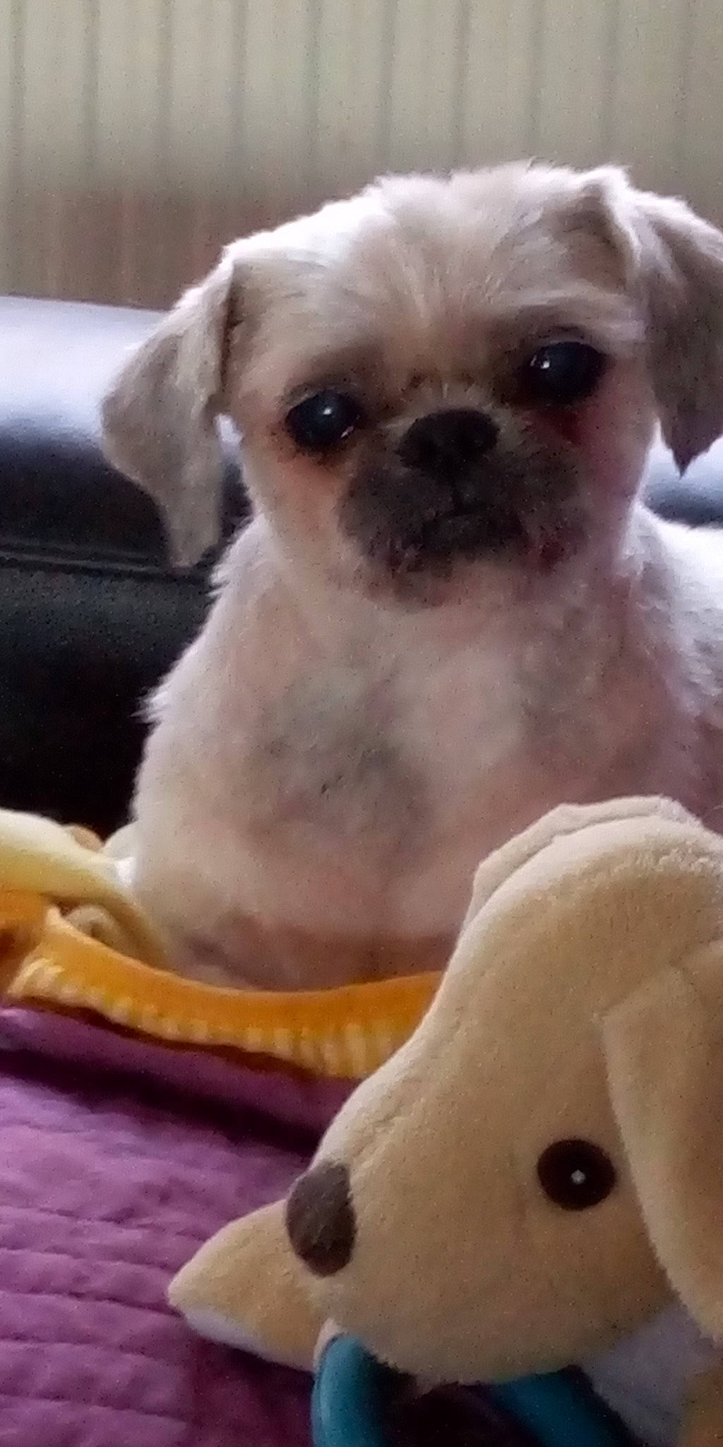 Buffalo participe au concours pour gagner de l'argent avec cette photo : bolonka, canidae, carnivore, companion_dog, dog, dog_breed, eye, maltepoo, maltese, mammal, non_sporting_group, puppy, puppy_love, schnoodle, shih_tzu, skin, snout, sporting_group, toy_dog, vertebrate