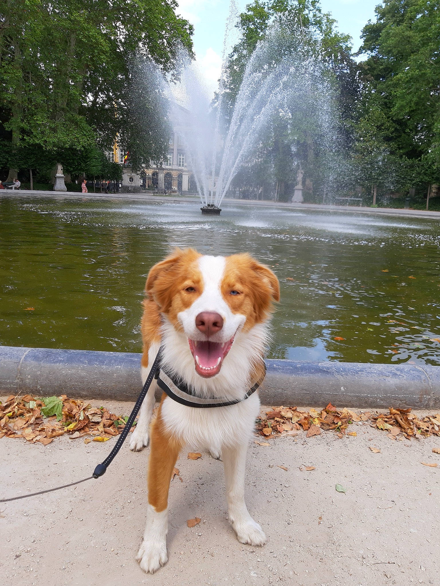 Peanuts a rejoint le concours — aidez-le/la à gagner de superbes lots ! australian_shepherd, canidae, carnivore, companion_dog, dog, dog_breed, kooikerhondje, leash, mammal, rare_breed_dog, sporting_group, vertebrate, working_dog