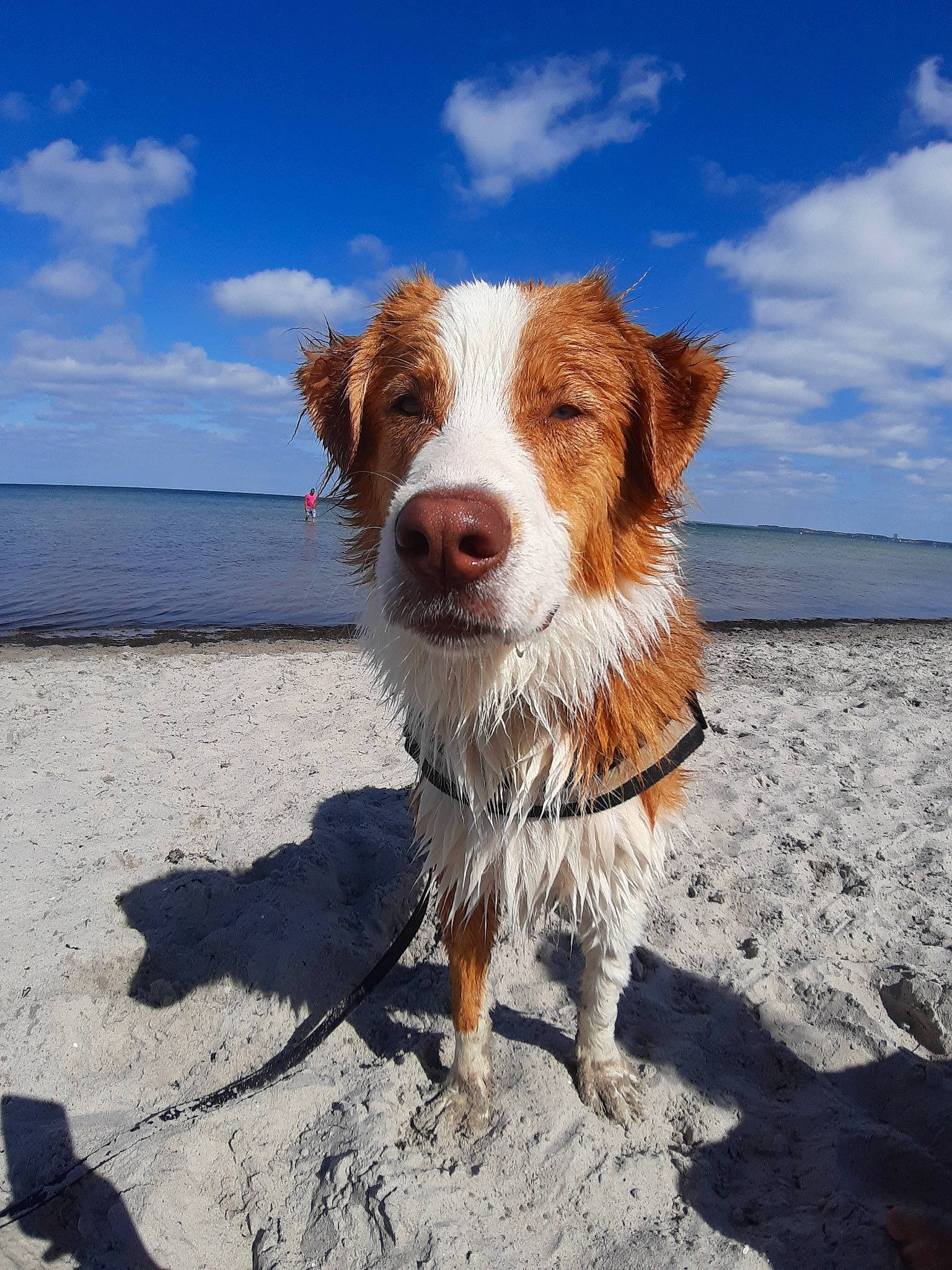 Peanuts participe au concours pour gagner de l'argent avec cette photo : australian_shepherd, brittany, canidae, carnivore, companion_dog, dog, dog_breed, kooikerhondje, mammal, nova_scotia_duck_tolling_retriever, sporting_group, vertebrate, working_dog