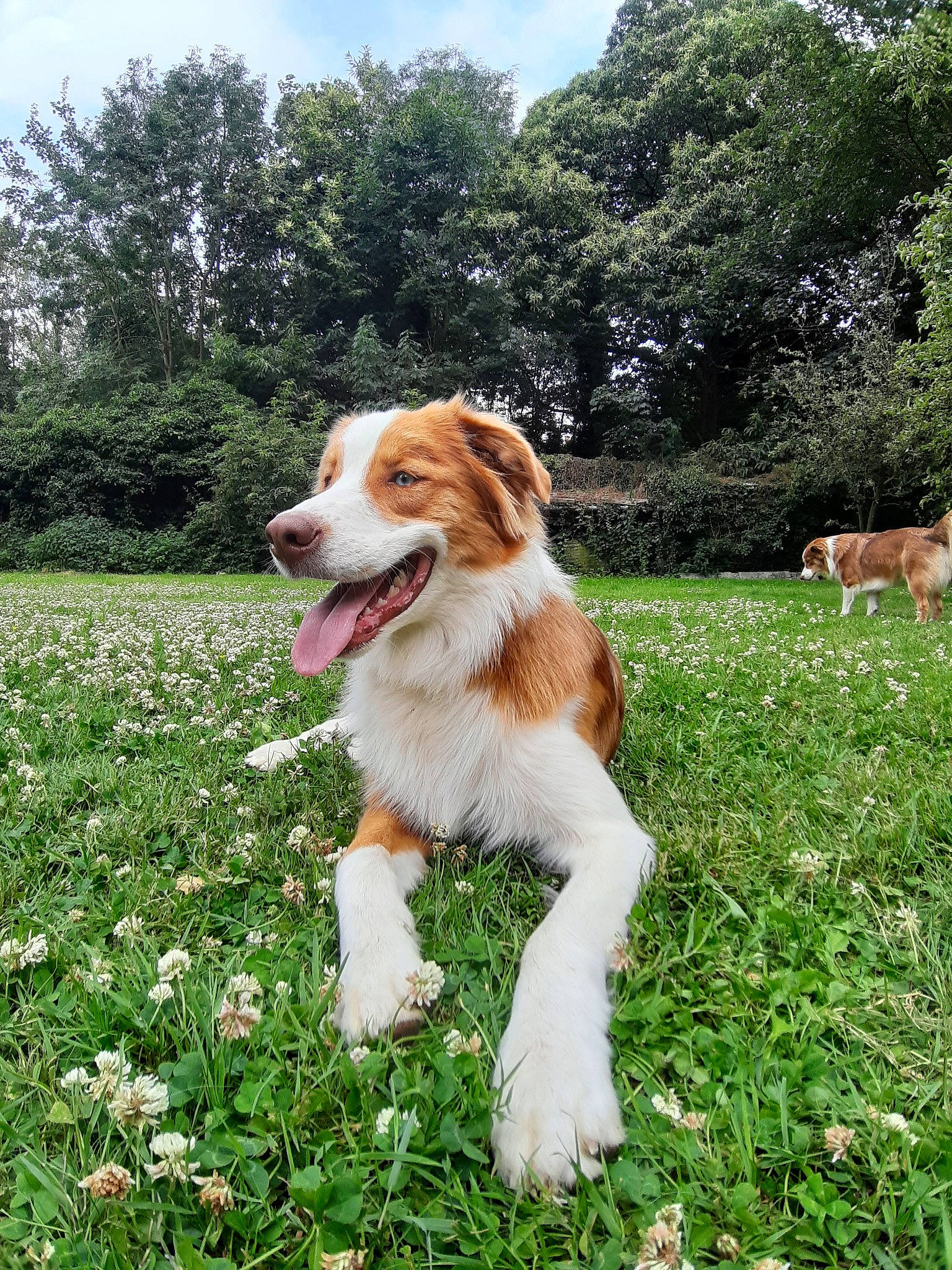 Peanuts a rejoint le concours — aidez-le/la à gagner de superbes lots ! australian_shepherd, canidae, carnivore, companion_dog, dog, dog_breed, grass, kooikerhondje, kromfohrlander, mammal, miniature_australian_shepherd, rare_breed_dog, sporting_group, vertebrate, welsh_sheepdog, working_dog