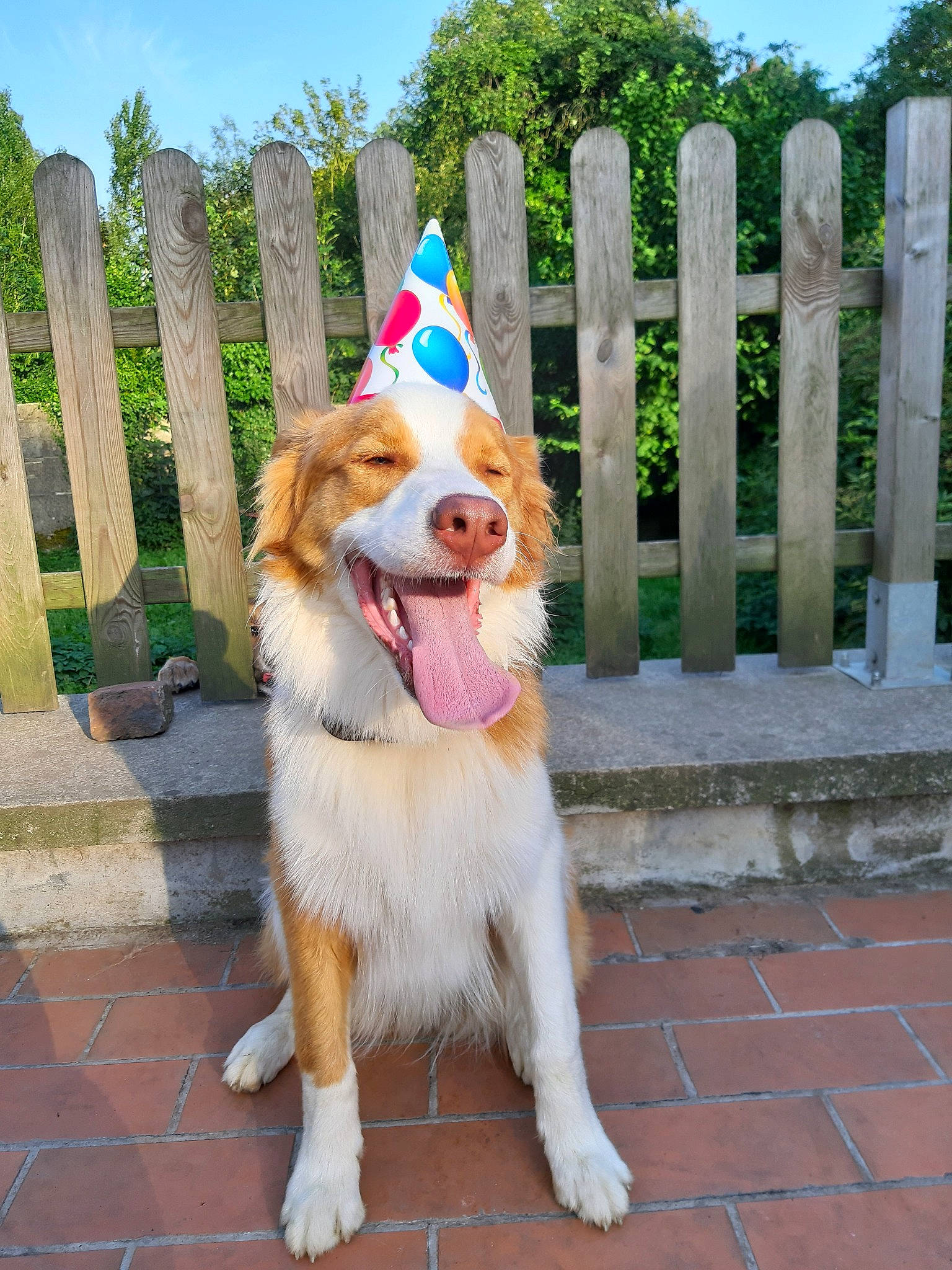 Peanuts participe au concours pour gagner de l'argent avec cette photo : australian_shepherd, border_collie, canidae, carnivore, companion_dog, dog, dog_breed, fawn, mammal, sporting_group, vertebrate, working_dog