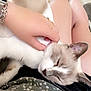 cat, siamese_cat, petting, hand, person, legs, toenails, painted_nails, floral_pattern, clothing, resting, relaxed, fur, whiskers, indoor, close_up, lap, skin, nail_polish, casual