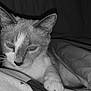 Mauly a rejoint le concours — aidez-le/la à gagner de superbes lots ! animal, bed, black_and_white, blanket, cat, closeup, comfort, cozy, ears, face, feline, fur, indoor, paw, pet, relaxation, resting, sleepy, soft, whiskers
