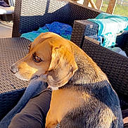 Nala a rejoint le concours — aidez-le/la à gagner de superbes lots ! dog, beagle, pet, outdoor, sunlight, fence, hand, lap, person, black_pants, woven_furniture, chair, table, shadow, wood, greenery, relaxation, comfort, daylight, animal