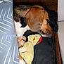 Nala participe au concours pour gagner de l'argent avec cette photo : dog, beagle, blanket, stuffed_toy, sleeping, bed, paw, resting, cozy, indoor, animal, pet, fur, brown, white, black, toy, comfort, relaxation, quiet
