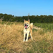 Hatchy a rejoint le concours — aidez-le/la à gagner de superbes lots ! dog, canine, animal, pet, outdoor, field, grass, nature, sunny, daytime, blue_sky, tail, fur, collar, tongue, ears, happy, standing, rural, path