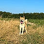 dog, canine, animal, pet, outdoor, field, grass, nature, sunny, daytime, blue_sky, tail, fur, collar, tongue, ears, happy, standing, rural, path