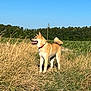 dog, animal, canine, field, grass, nature, outdoor, sky, collar, pet, sunlight, summer, greenery, rural, standing, fur, tail, ears, snout, happy